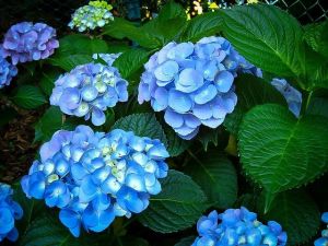 Hortensiablauw, Aluin 
